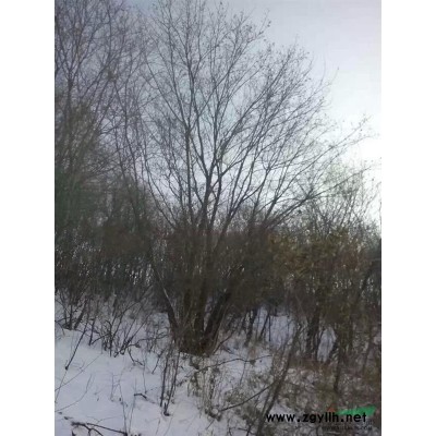 三角枫、五角枫、元宝枫、蒙古栎单杆及丛生。