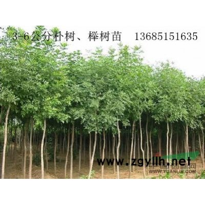 园林绿化朴树、榉树、107杨苗