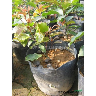 香樟树 树形优美 绿化苗木 工程苗 风景树 园林绿化 香樟苗