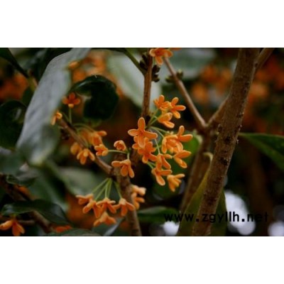 红花继木、桂花、香樟、银杏、杜鹃