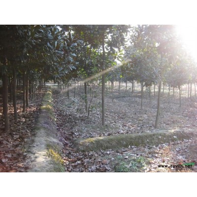 安徽省肥东县产10年龄米径6至7公分广玉兰