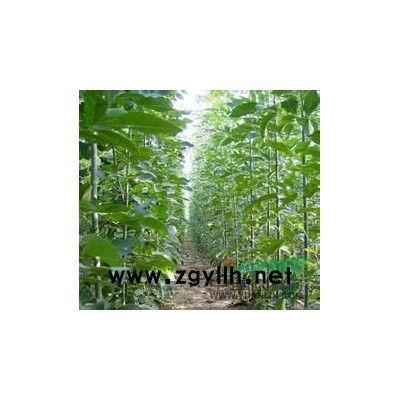 速生法桐扦插棒