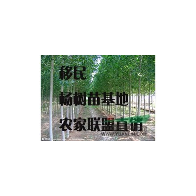 湖北潜江专业的杨树苗批发基地