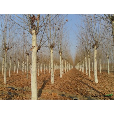 法桐 2年冠 14-16公分 干约3.3米