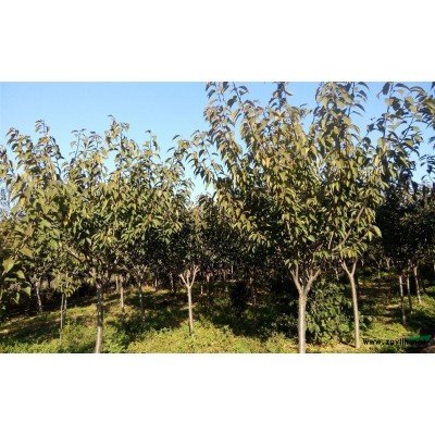 吉运樱花常年专供樱花，紫叶李，紫薇等绿化苗木