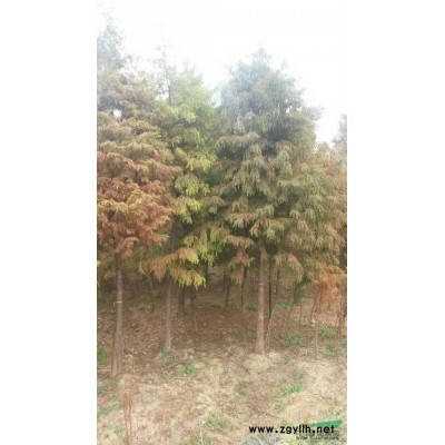 江苏地区供应2-15公分落羽杉