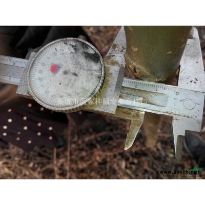 2-3公分速生柳，3-4公分速生柳