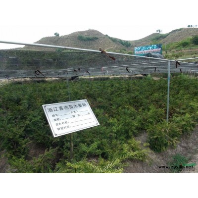 香榧苗木（实生苗，嫁接苗，接穗），量大质优，欢迎来电来人。联