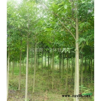 出售：6——18公分广玉兰、3——10公分垂柳、枇杷树