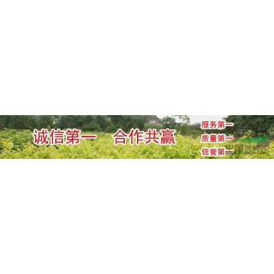 小叶黄杨直供大量供应小叶黄杨价格低质量优