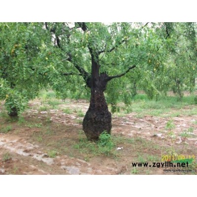 河北国槐，白蜡10-40公分大量供应