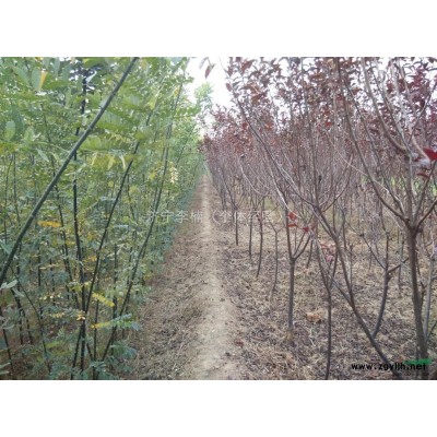 速生法桐 速生国槐 速生柳 紫叶李 樱花 碧桃 海棠