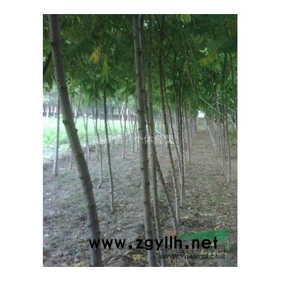 山东供应大量国槐，火炬树，黄金柳，垂柳，臭椿......