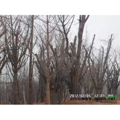 20-80公分的截枝银杏树   直生银杏树  嫁接银杏树