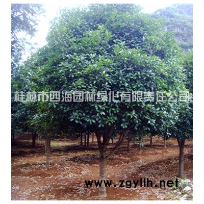 低价销售6-10厘米杆径 桂花树