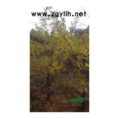 大量供应白蜡   法桐