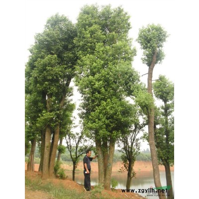 国庆后香樟树的移植要注意土球包扎技巧