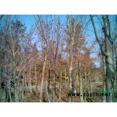 江西紫薇*新报价/紫薇图片