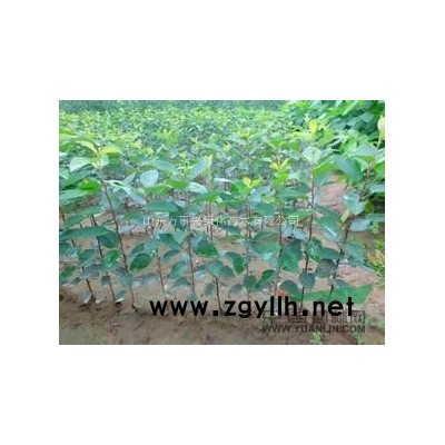 长期供应30-1米高的黑松