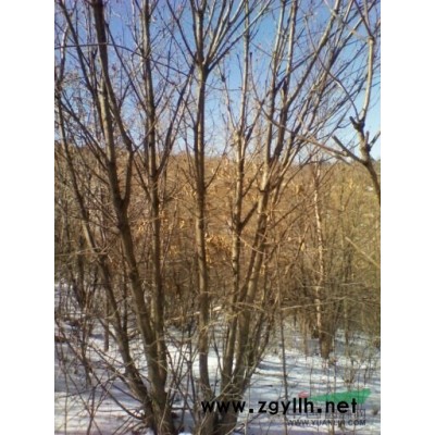 供应樟子松，白桦树，花楸，椴树，蒙古栎，云杉，五角枫，山榆