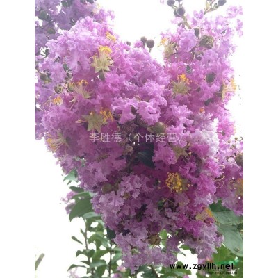 山东地区出售百日红 胸径4-5CM 高度150CM