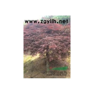 供应大量小叶黄桂花小苗