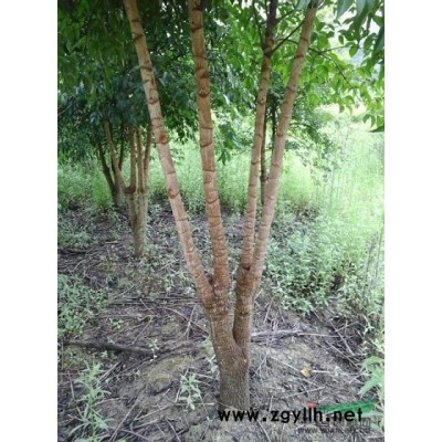 幌伞枫（多杆，直径6-12公分）清场价处理