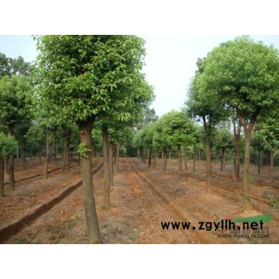 我场提供尖叶杜英一批