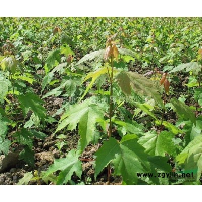 北美红枫夕阳红