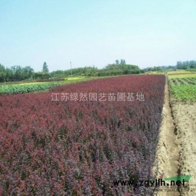 本基地特供法桐，栾树，榉树，马褂木，乌桕等大型乔木