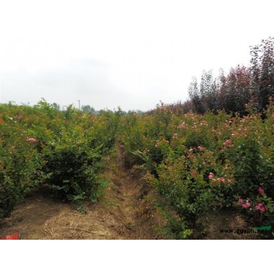 南京地区供应雪松小苗