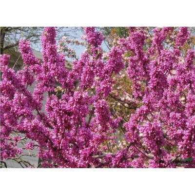 紫荆基地在泰安