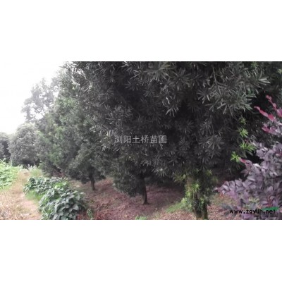 大量供应丹桂小苗