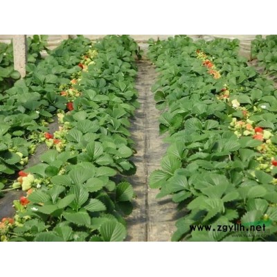 哪里有蓝莓苗（蓝莓苗价格）（蓝莓苗厂家）