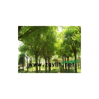 沧州沧县一*优质国槐哪里有 哪里国槐*便宜 古枣树 千头椿