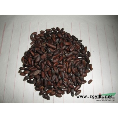 腊梅种子*新价格/腊梅种子报价