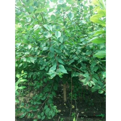 哈市百盛苗木供应果树、李子树