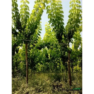 供应速生金叶复叶槭树、枝条.速生银姬小蜡、速生红枫、紫薇等