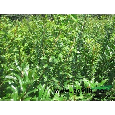 石榴树    石榴盘景   花石榴   柿子树   枣 树