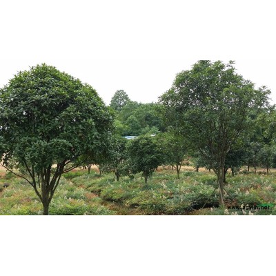 苗圃拆迁，优价销售自有苗木