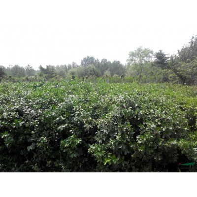 金叶女贞球.冬青卫矛球，已修剪