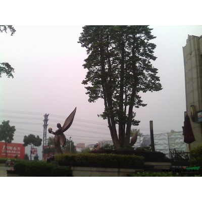 栾树香樟、挖树土球、草绳