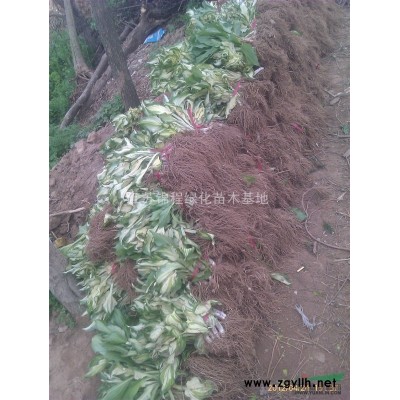 红叶李苗价格、红叶李小苗、红叶李大苗