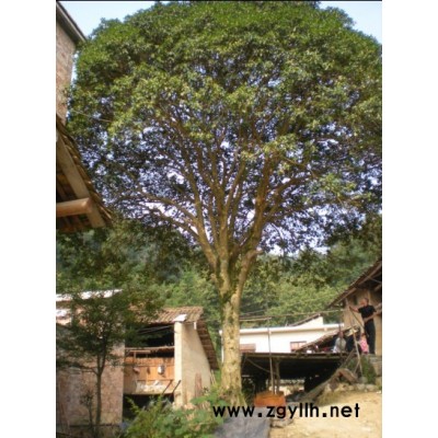 大香樟直径170公分