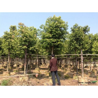 福建漳州大叶榕袋装苗