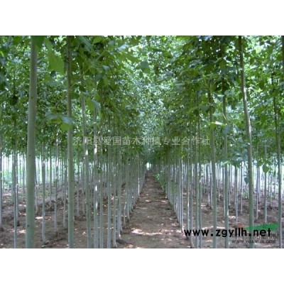 山东省供应各种优质绿化苗木、造林苗|垂柳