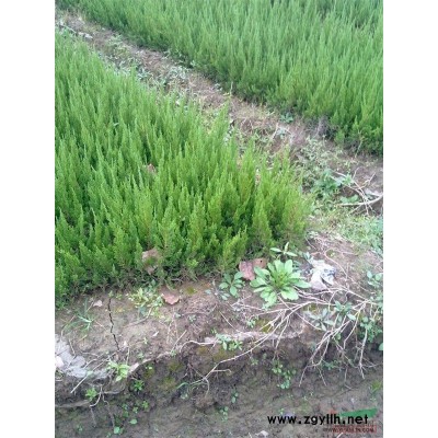 浙江夹竹桃信息