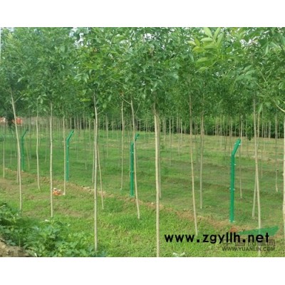 河北保定大量供应5-20公分优质白蜡树苗