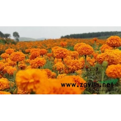 青州玉簪种植商|山东北海道黄杨哪家便宜