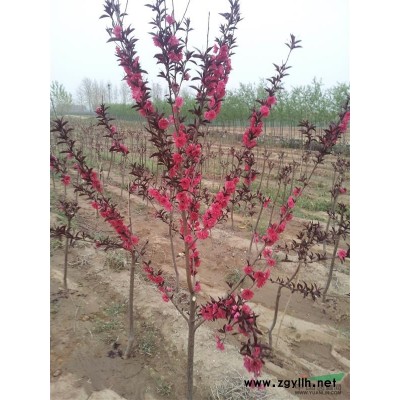 大量供应5-8公分速生法桐，欢迎选购！